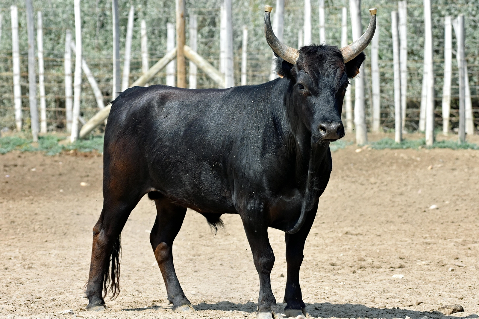 Taureau noir de Camargue